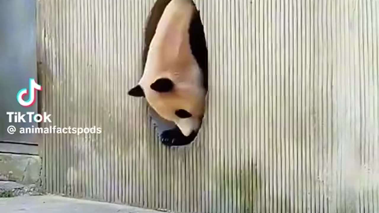Funny Pandas