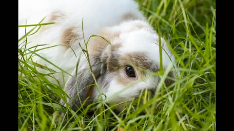 Lord Winter - Bunny