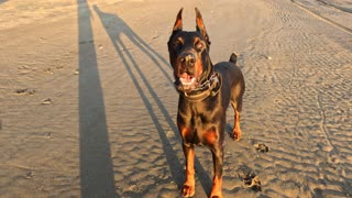 Beach Running Cape Blanco, working Max out on the Oregon Coast