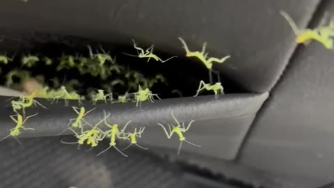Mantis Nest in the Back Seat