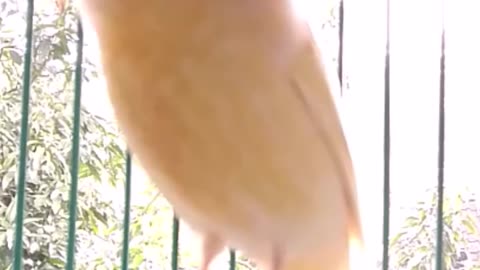 Canary