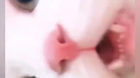 Cutest cat video ever 2025