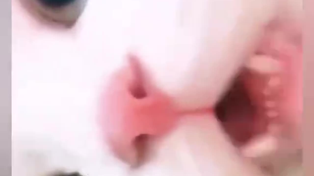 Cutest cat video ever 2025