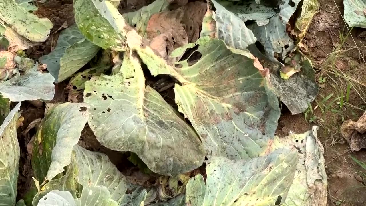 The world's most polluted town faces a health and farming crisis