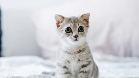 Too Cute to Handle! These Cats Deserve an Oscar for Drama!| Pawfect LOLs #21