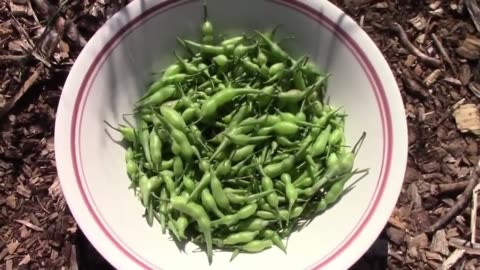 Gardening Quick Tip Number 21 - Try Eating Radish Seed Pods