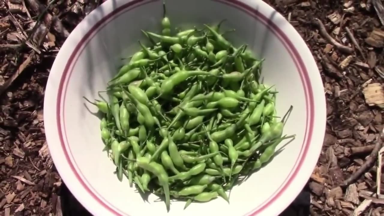 Gardening Quick Tip Number 21 - Try Eating Radish Seed Pods