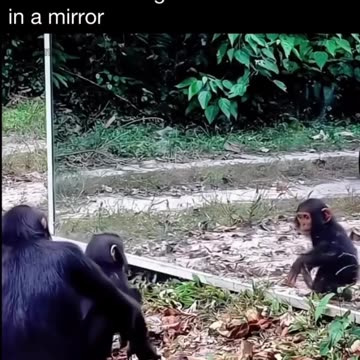 Animals reacting to themselves in a mirror!