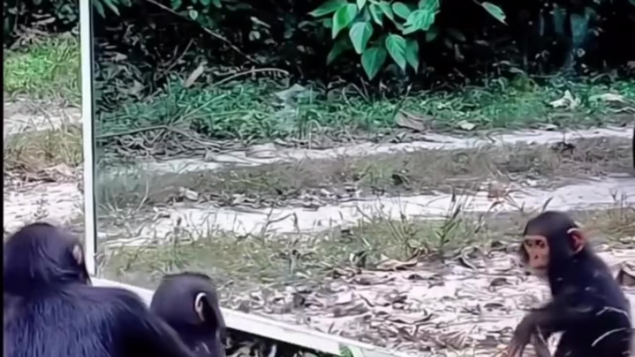 Animals reacting to themselves in a mirror!