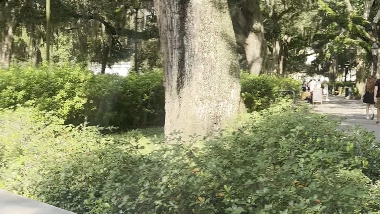 The Greatest Show on Earth - The GigaNiga in Savannah - Episode VIII Part I