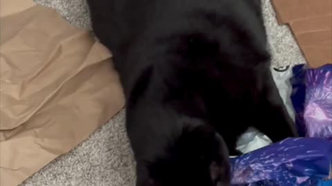 Precious Piper Checks Out an Empty Bag in the Office - Adopting a Cat from a Shelter Vlog #shorts