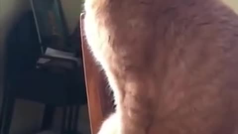 Cute and funny cats