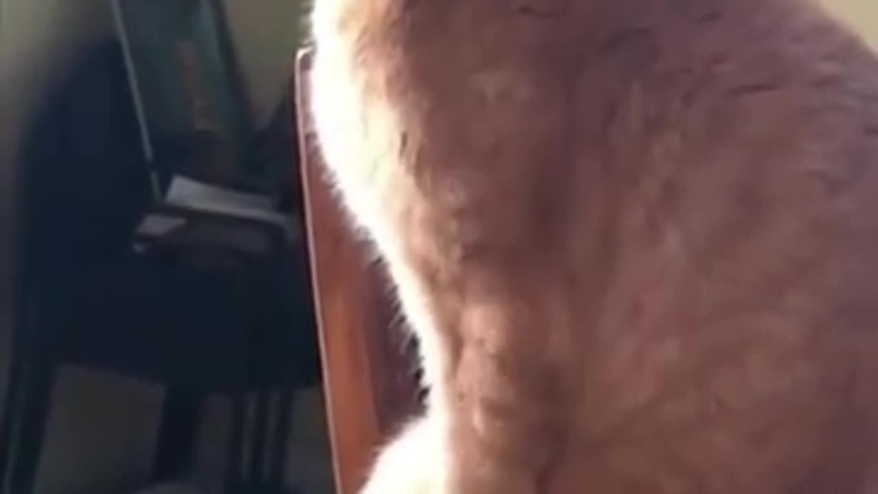 Cute and funny cats