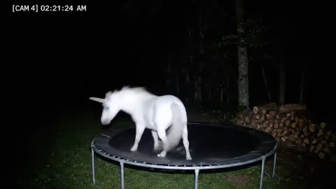 CCTV Camera : Caught Unicorn and Other Animals Jumping On The Trampoline