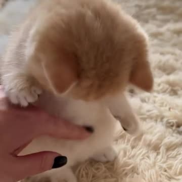 Adorable Bellies Await Your Affection🐾🐈