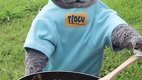 Funny Animal behavior