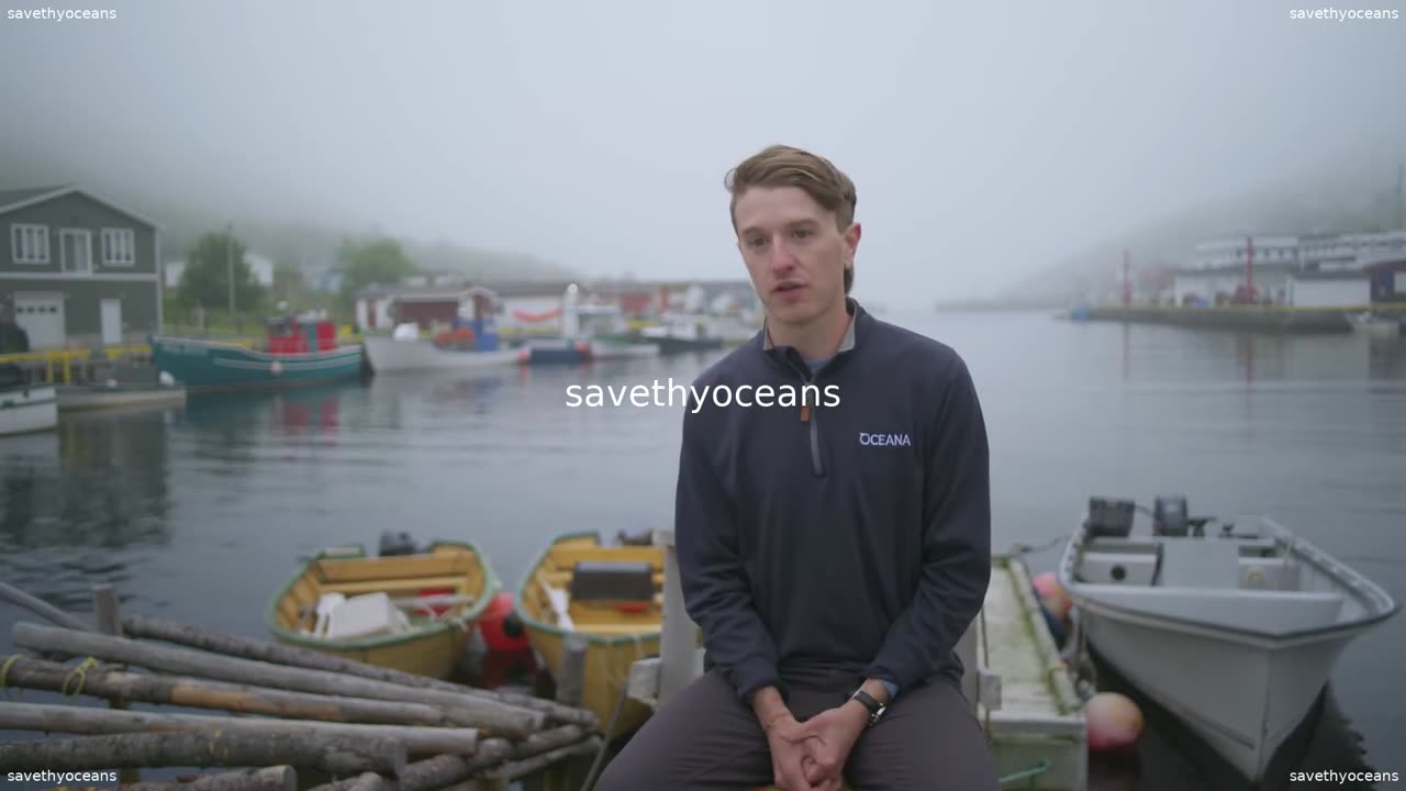 Rebuilding Capelin Everybodyâs Fish