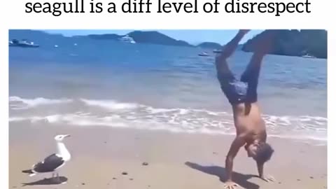 🤣🕊️ Seagull Laughs at a Guy and You’ll LOL Too! | FunFM