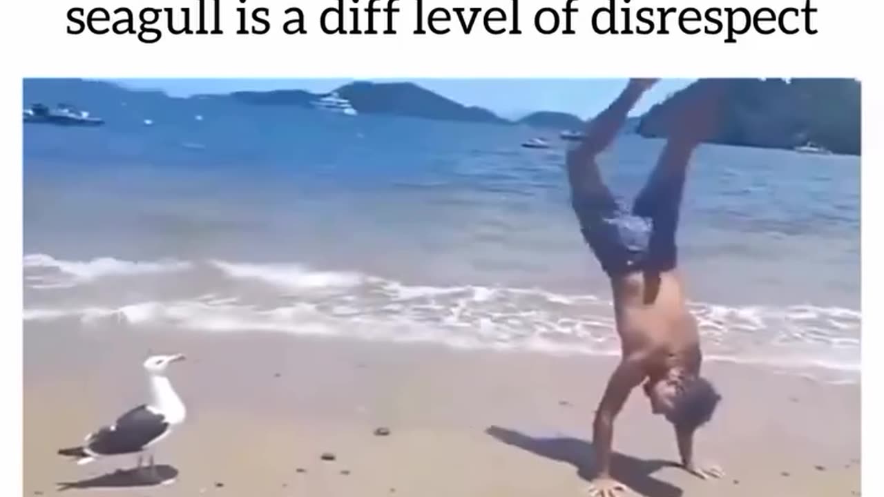 🤣🕊️ Seagull Laughs at a Guy and You’ll LOL Too! | FunFM
