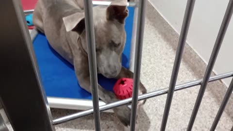 Bucky 2y A871302 kennel 112 PACC shelter I preoccupy, block him from seein doggies walk by2025914710