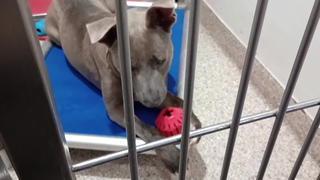 Bucky 2y A871302 kennel 112 PACC shelter I preoccupy, block him from seein doggies walk by2025914710