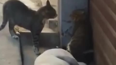 “Cute & Funny Pets Doing Crazy Things 🐕🐈 | Daily Pet Laughs”