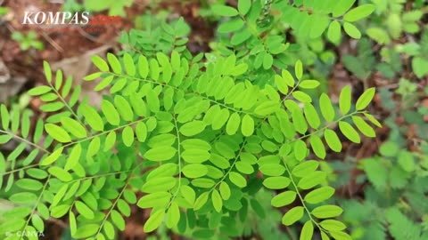 Benefits of Moringa leaves for curing diseases