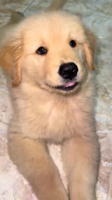 quel beau golden😍😍😍