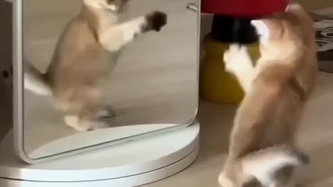 Funny cat