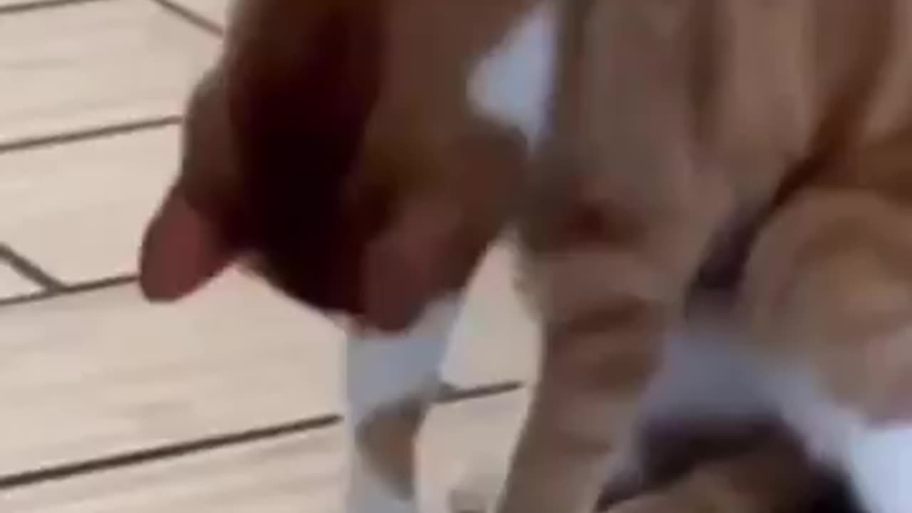 When your tail was caught misbehaving