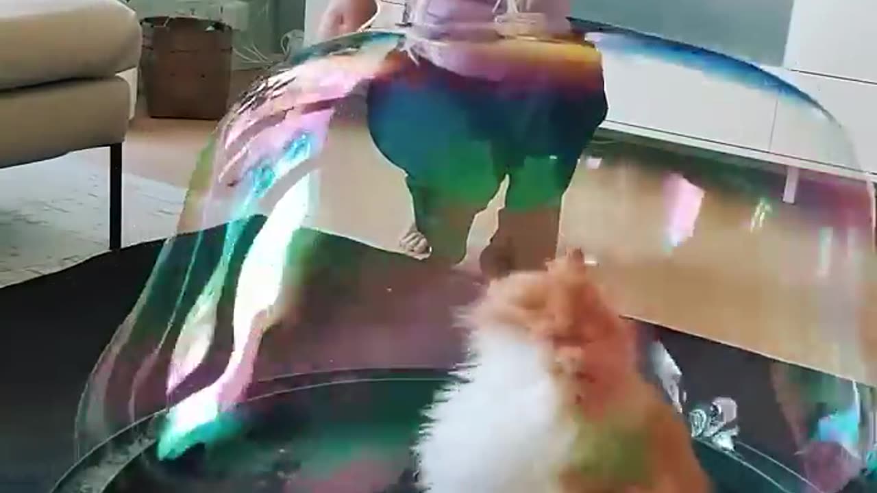 Owner and cat having fun😻😻.