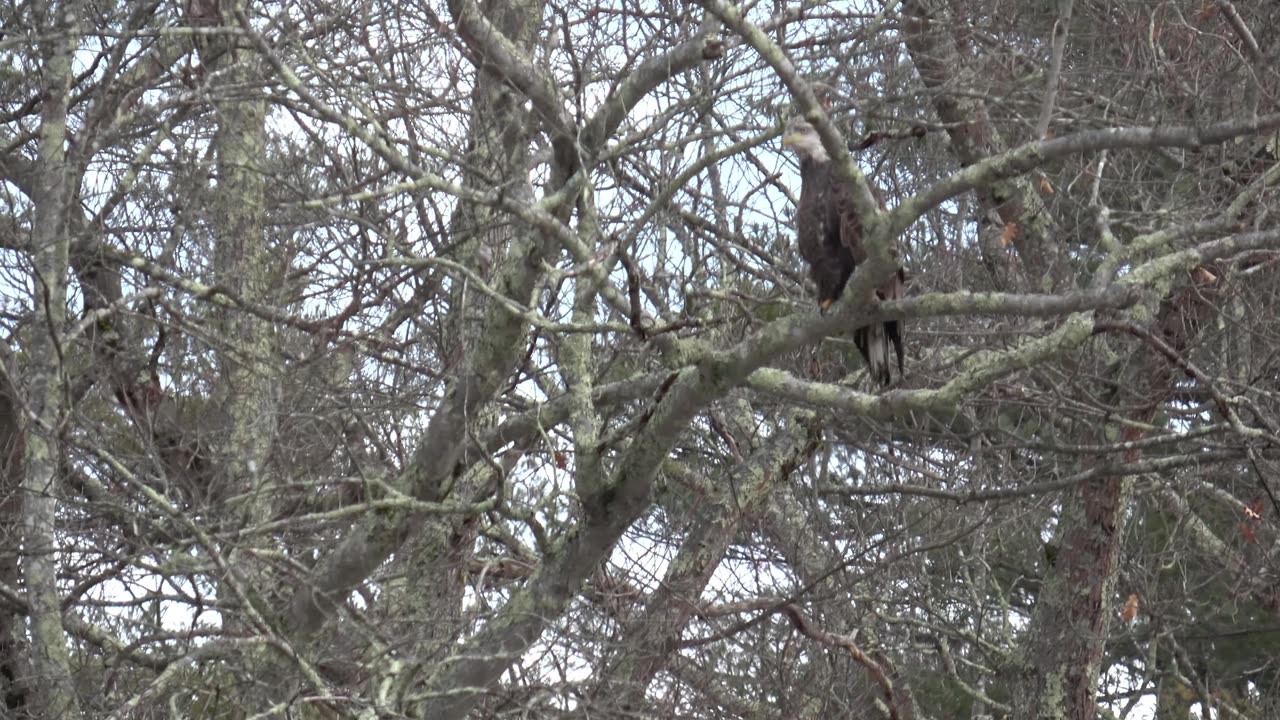 Bald Eagle