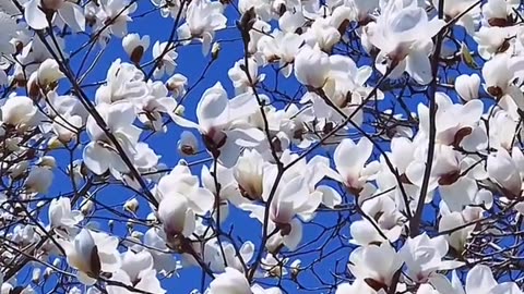 "Sunshine & Petals | Relaxing Day at the Flower Park"
