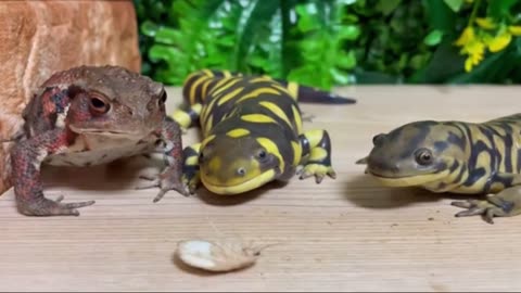 😂🐶 Watch This Feisty Pup's Sassy Feeding Time! | FunFM