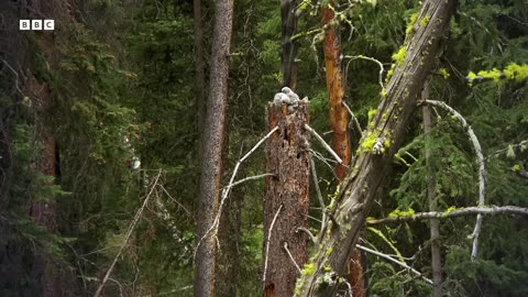 ‎Brave Baby Owl Makes Ultimate Jump to Survive | Great American Thaw | BBC Earth