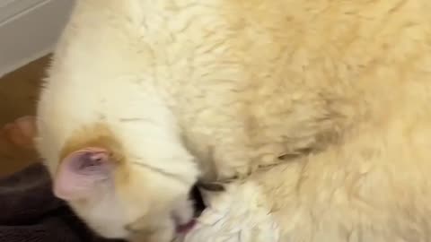 Preparing for War (Giving My Cat a Bath)