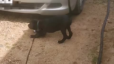 Bandit Vs A Cat
