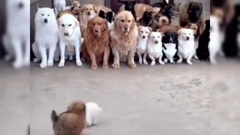 Funny animals