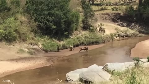 Funniest Animals Videos