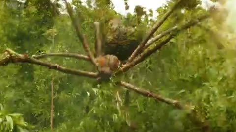 Kong: Skull Island 🦍🌋 | Giant spider Monster Battles Action! #35464 #movie #scenicjourney