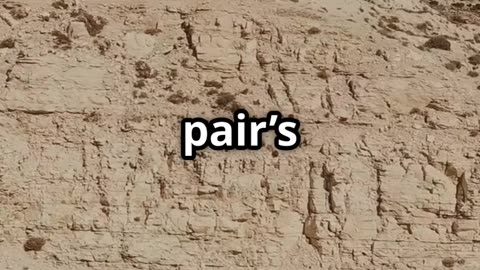 Tragic End: The Melodee Buzzard Case