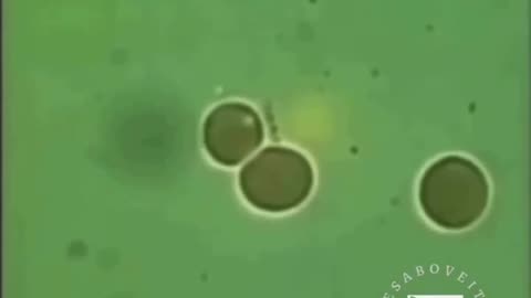 What if the big C word is actually parasites and egg sacs...
