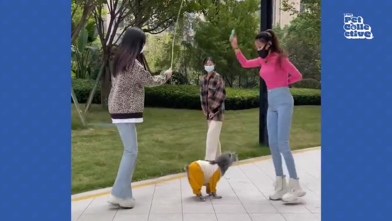 Cute and Funniest Viral with 🐶 Dogs EVER !!! Fresh Compilation 2025 😂 ...