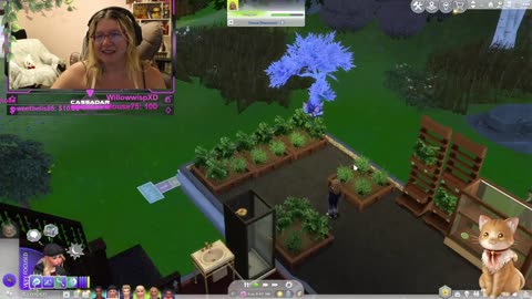 Chicken Live Stream