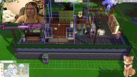 Chicken Live Stream