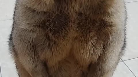 Epic Marmot Moments: Funny, Cute & Wild Marmot Videos