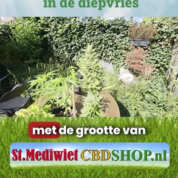 Wietolie bewaren in de diepvries