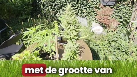 Wietolie bewaren in de diepvries