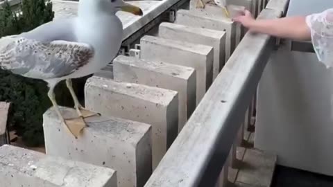 🤣🐦 Birds With a Sense of Humor? Watch This! | FunFM