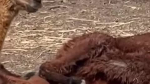 Beloved hobby farm faces shutdown after 60 years A Current Affair Australia